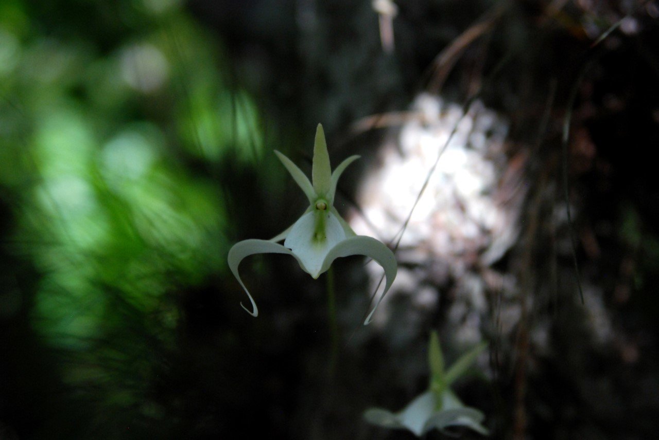 The ghost orchid grows high in old growth Cypress trees.